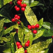 Aucuba japonica variegata