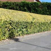 Ligustrum ovalifolium aureum