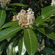 Prunus laurocerasus caucasica