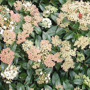 Viburnum